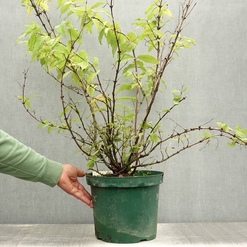 Deutzia hybride Raspberry Sundae - Deutzie Pot de 7,5L/10L - Image 2