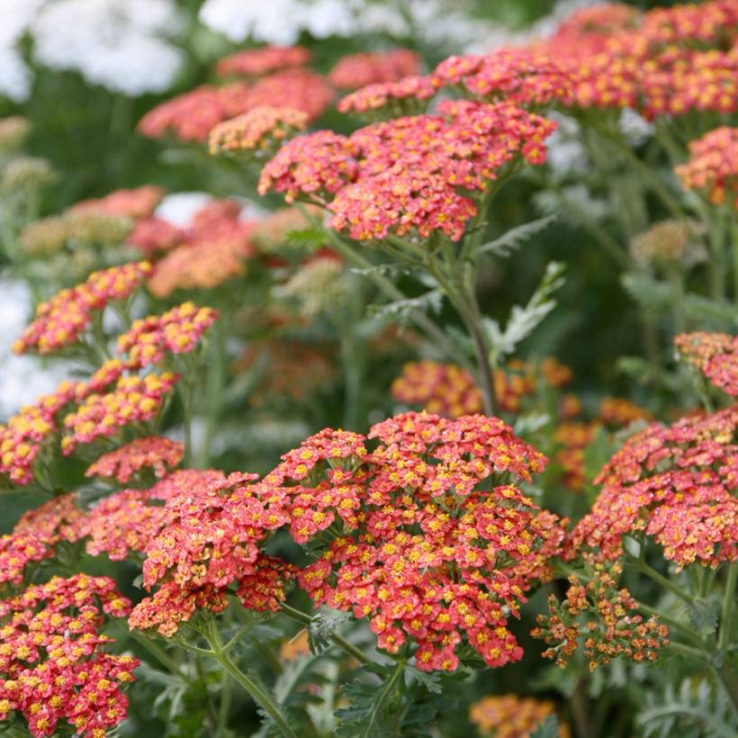 Achillée Walter Funcke - Achillea millefolium Godet de 8/9 cm