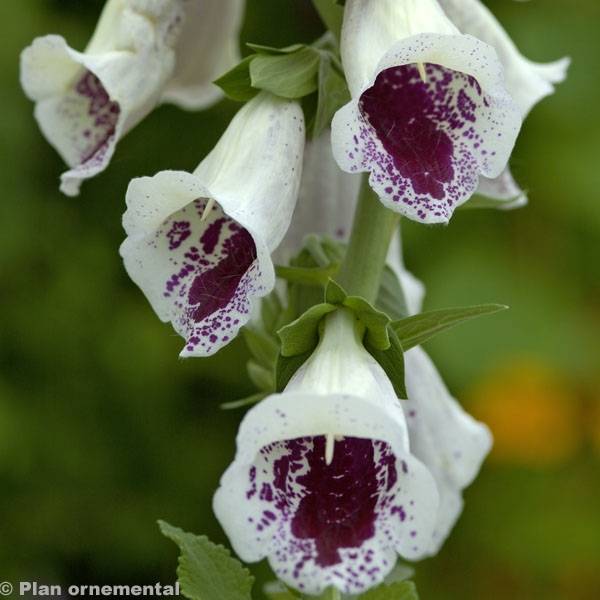 Digitale purpurea Pam's Choice - Gant de notre-dame Godet de 8/9 cm