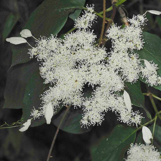 Promesse de Fleurs - Schizophragma Angel Wings - Hortensia grimpant Pot de 2L/3L