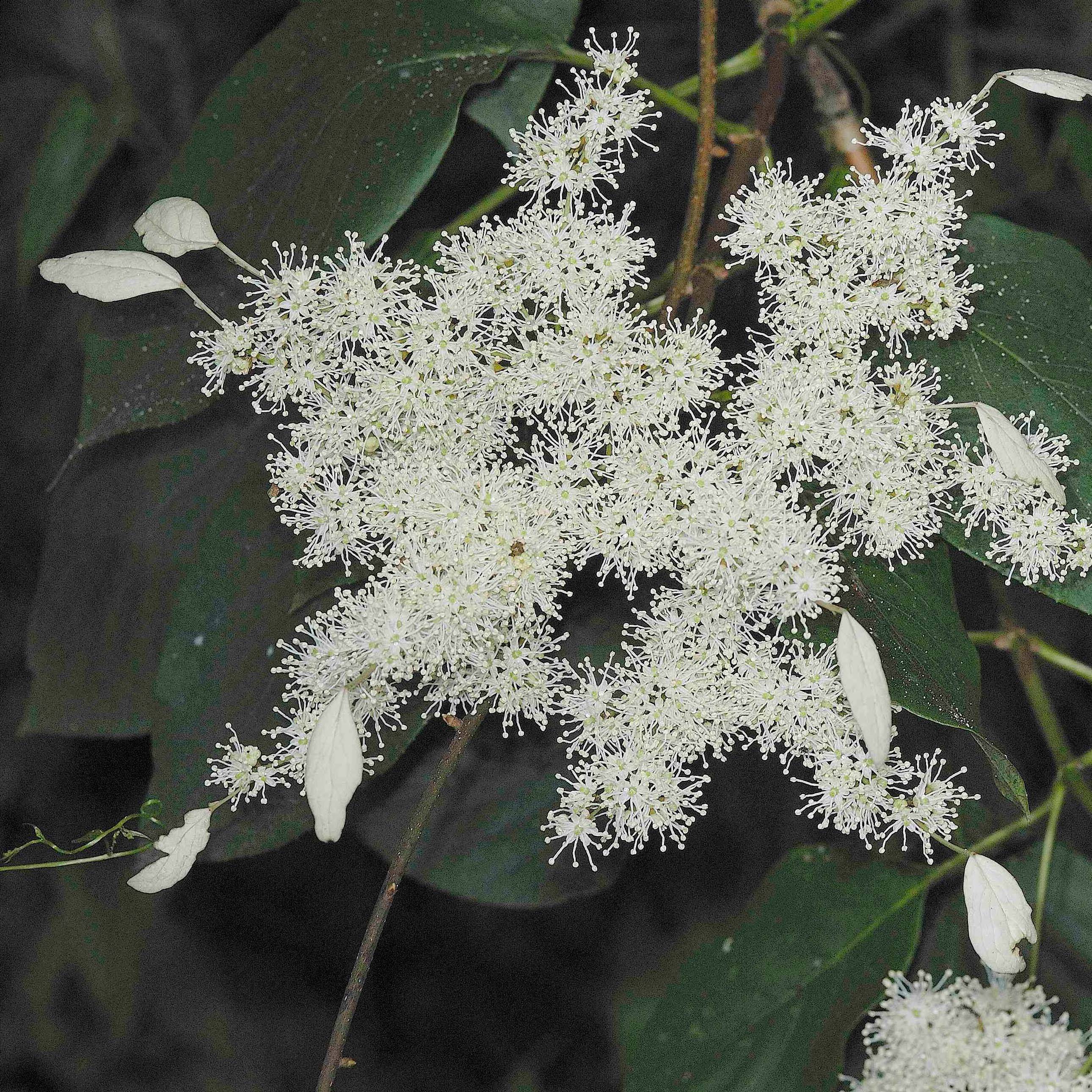 Promesse de Fleurs - Schizophragma Angel Wings - Hortensia grimpant Pot de 2L/3L
