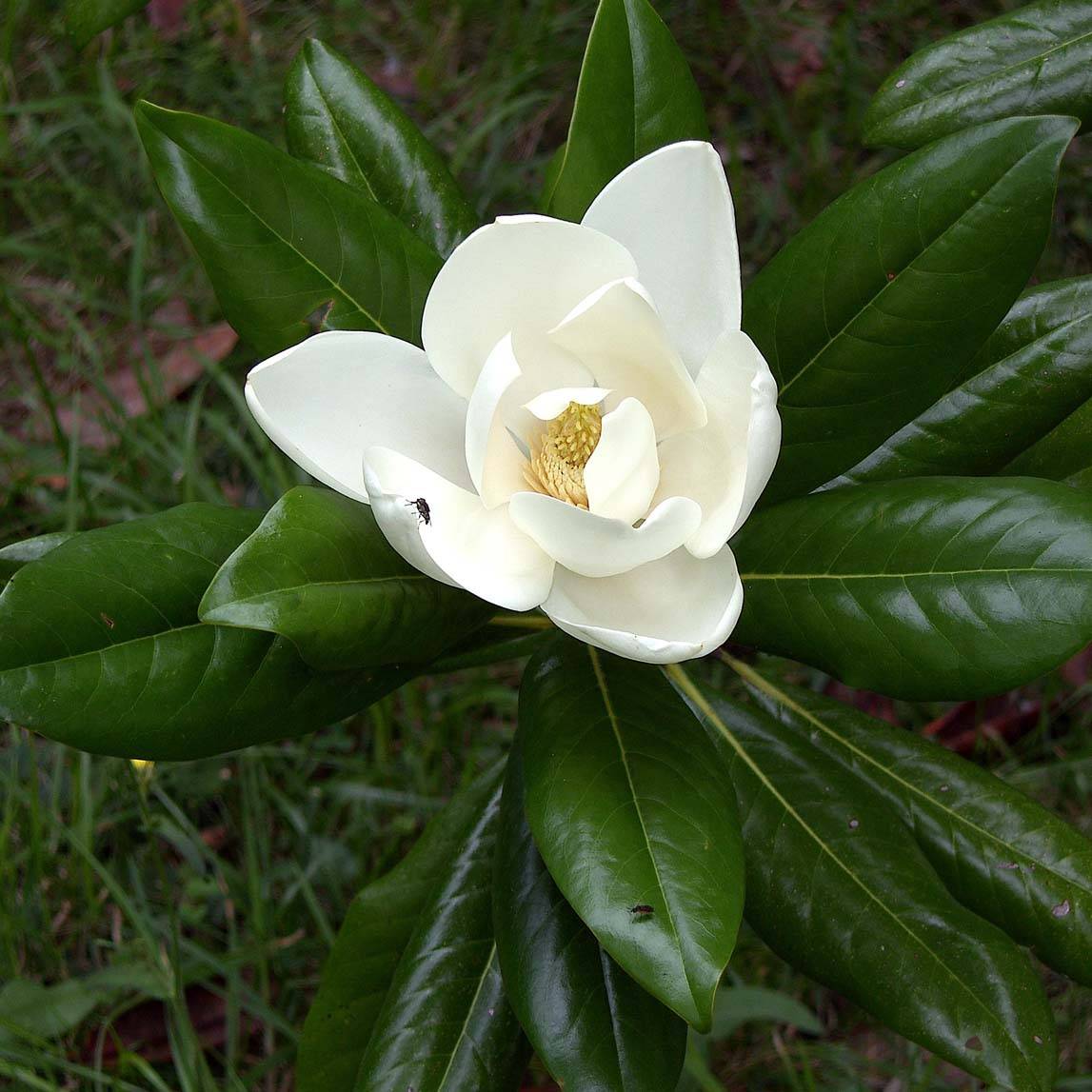 Magnolia grandiflora Ferruginea - Laurier-tulipier Pot de 1,5L/2L - Imagen 1