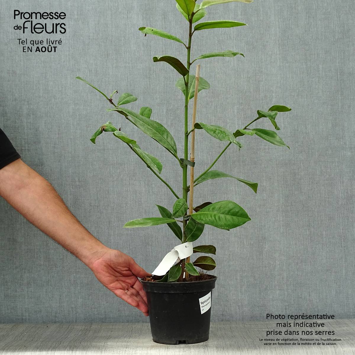Magnolia grandiflora Ferruginea - Laurier-tulipier Pot de 1,5L/2L - Imagen 2