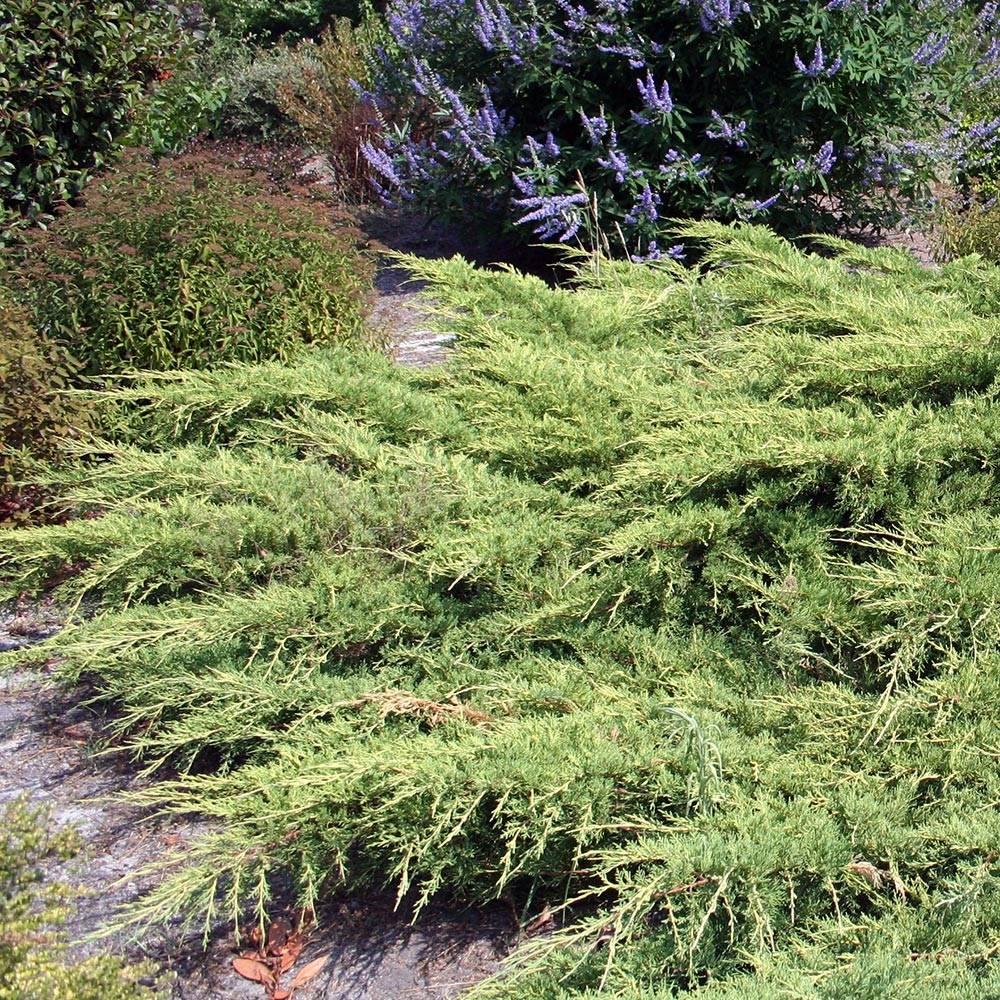 Promesse de Fleurs - Genévrier de Pfitzer - Juniperus x media Pfitzeriana Pot de 2L/3L - Image 1