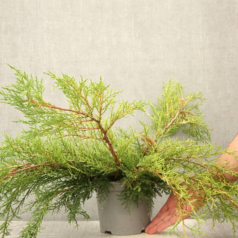 Promesse de Fleurs - Genévrier de Pfitzer - Juniperus x media Pfitzeriana Pot de 2L/3L - Image 2