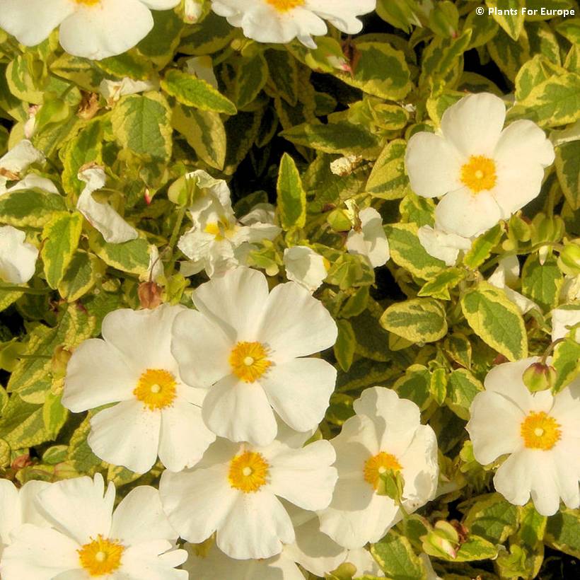 Cistus corbariensis Little Miss Sunshine - Ciste des Corbières Pot de 3L/4L - Image 1