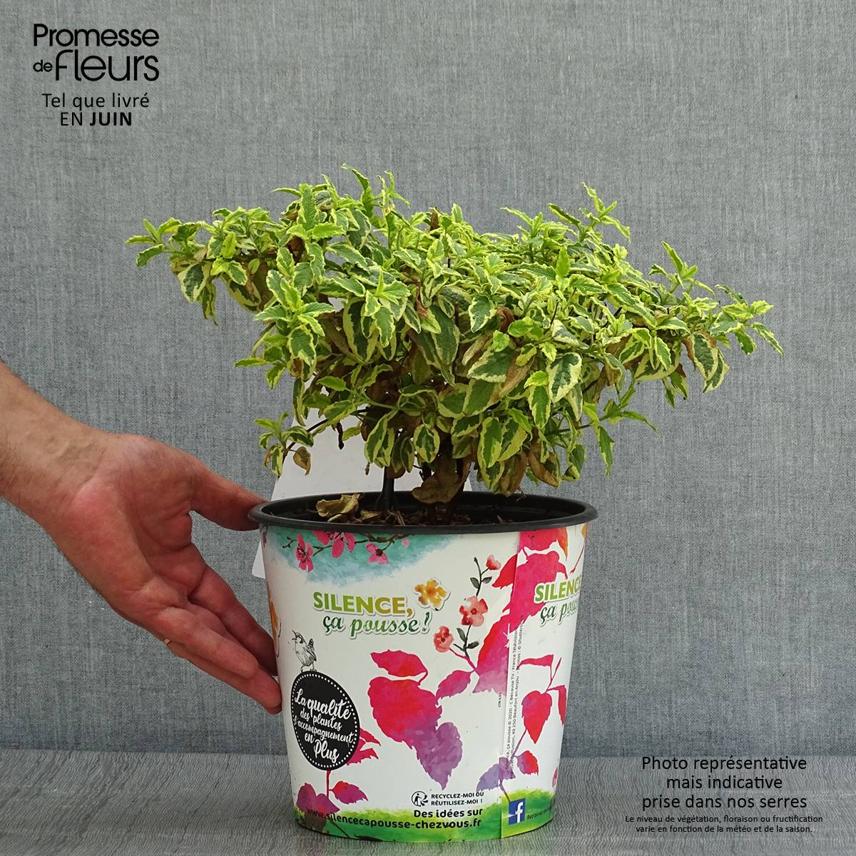 Cistus corbariensis Little Miss Sunshine - Ciste des Corbières Pot de 3L/4L - Image 2