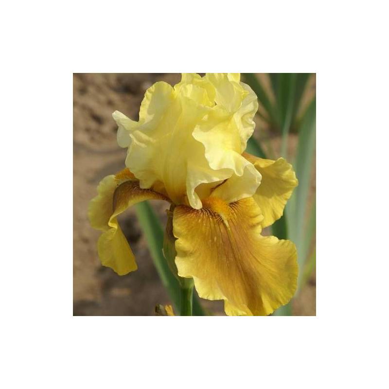 Iris des jardins Bayberry Candle à fleurs Jaune/Orange - feuillage Caduc - Godet - 5/20 cm - Imagen 1