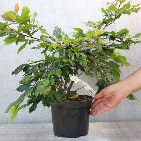 Promesse de Fleurs - Sycoparrotia semidecidua Purple Haze Pot de 3L/4L - Image 2
