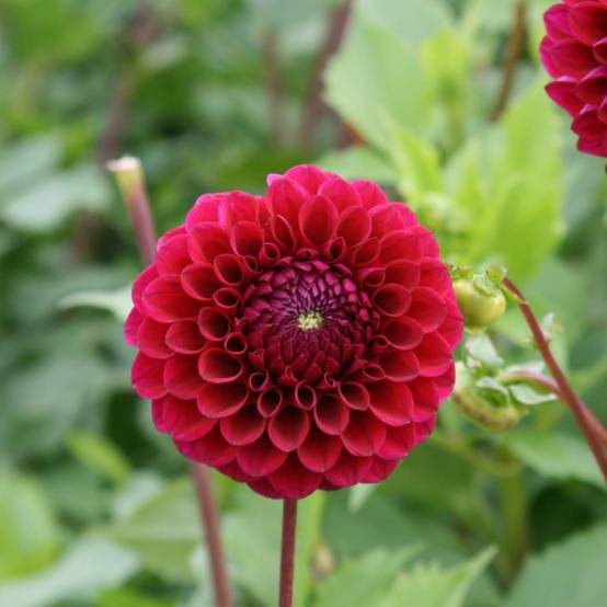 Dahlia Mini-Balles Babette Bulbe calibre I