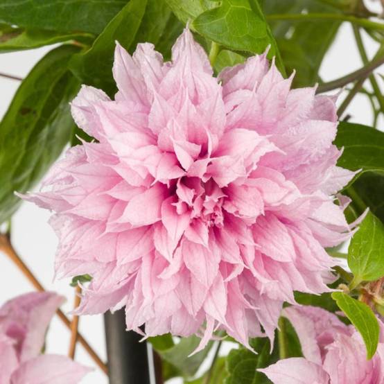 Clématite Multi Pink® 'ST17333' à fleurs Rose - feuillage Caduc - Pot de 2L - Tuteur bambou 60/90 cm- hauteur à maturité De 2,50 m à 3,00 m - Image 5