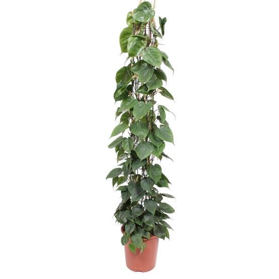 La Green Touch - Philodendron Scandens Gaasrek - D27 H160cm