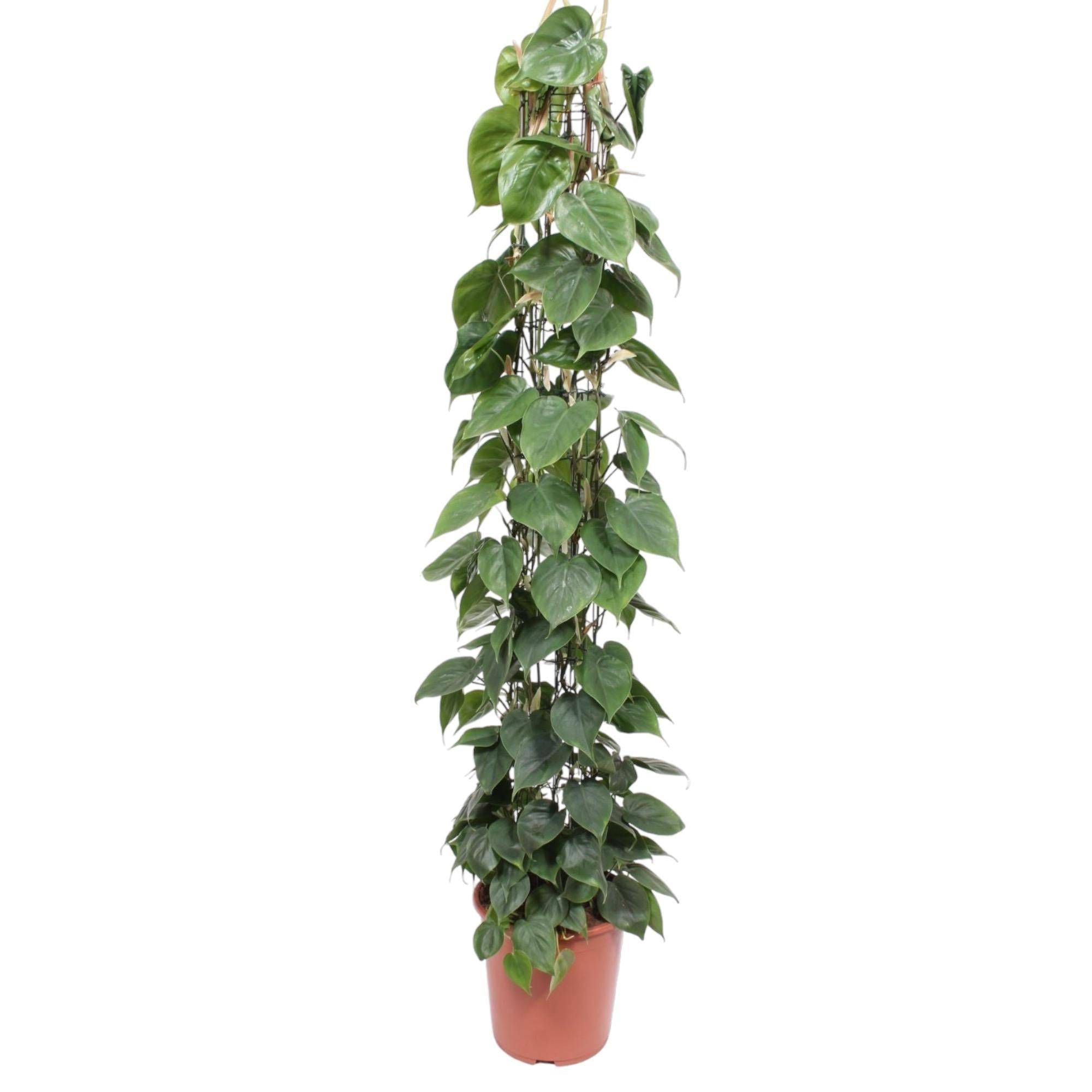 La Green Touch - Philodendron Scandens Gaasrek - D27 H160cm