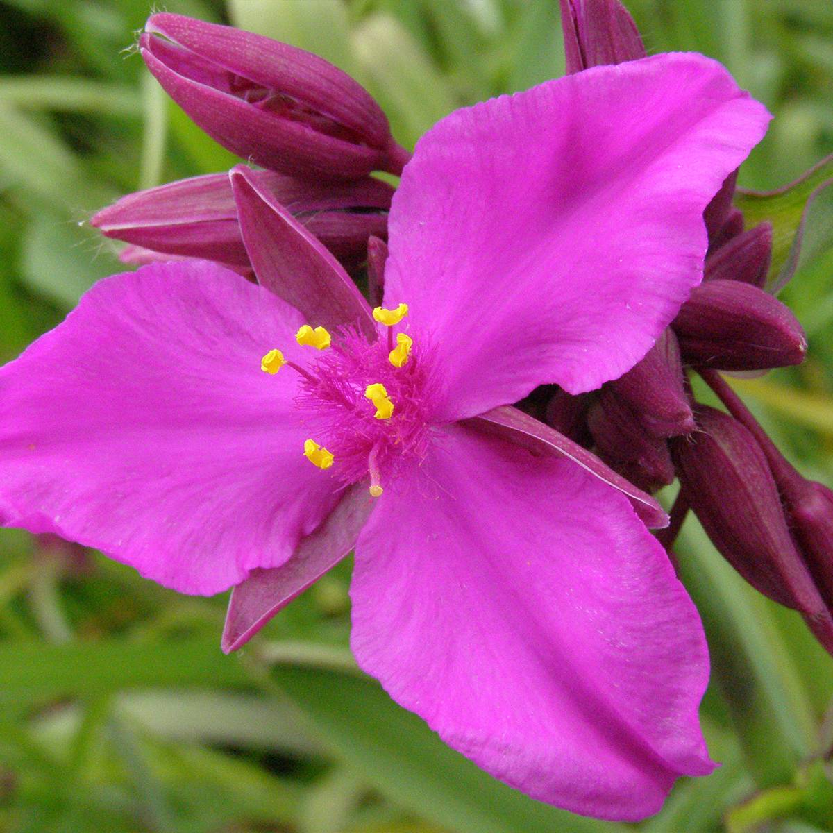 Ephémère de Virginie - Tradescantia andersoniana Red Grape Pot de 2L/3L