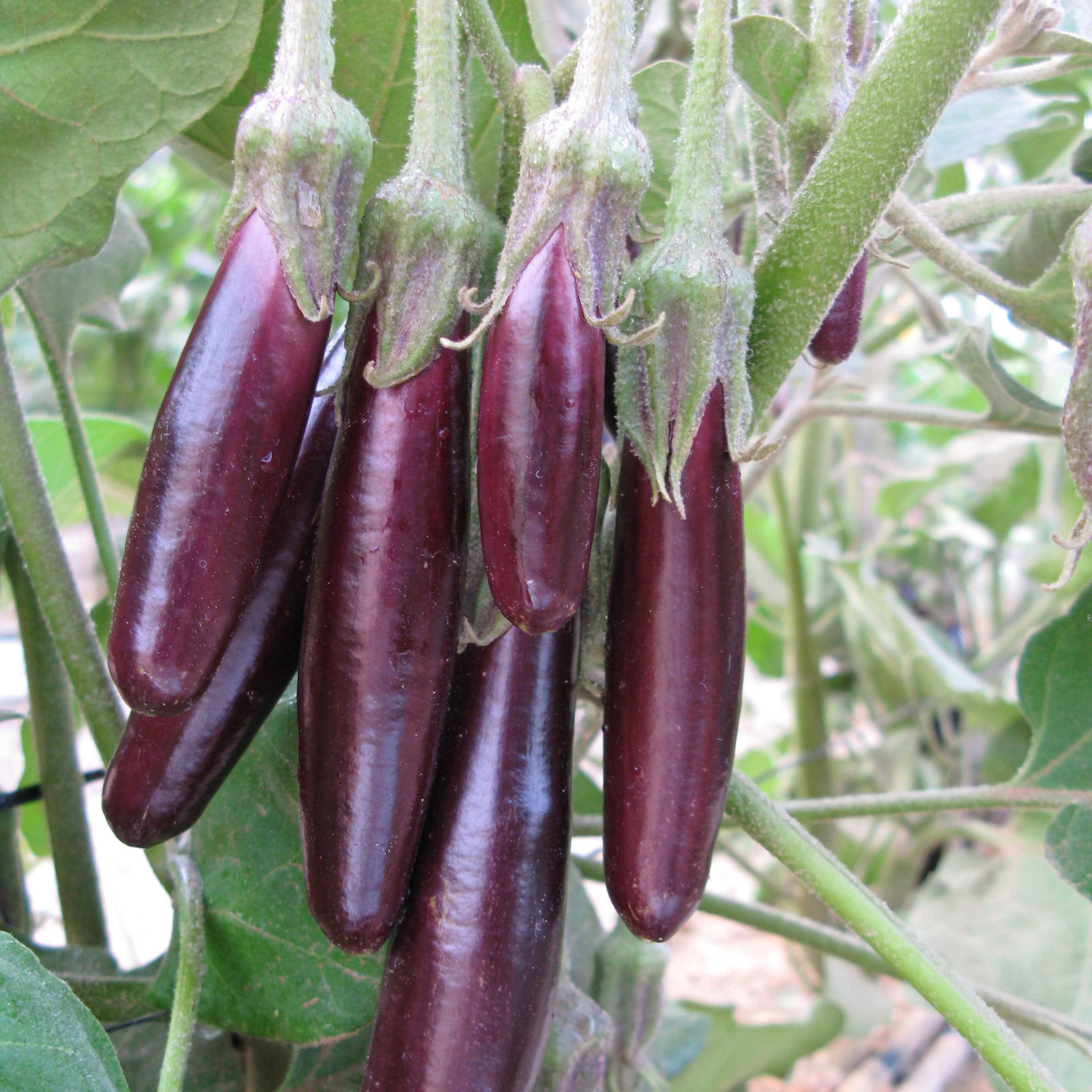 Aubergine Little Fingers Bio - Ferme de Sainte Marthe le sachet de 50 graines environ