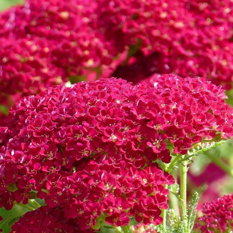 Achillée Fanal à fleurs Rouge - feuillage Caduc - Godet - 5/20 cm-  hauteur à maturité De 0,50 m à 1,00 m - Imagen 1