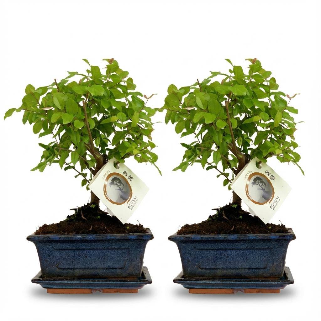 Bonsai Boule - Hauteur 25-30cm (céramique) - 2 plantes - Plantes d'intérieur