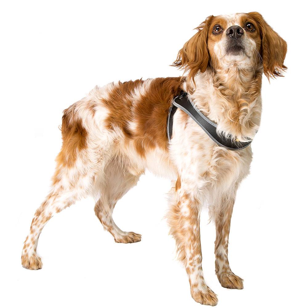 Ferplast - AGILA 9 Harnais chien A=B 77÷85 cm Noir - Imagen 3