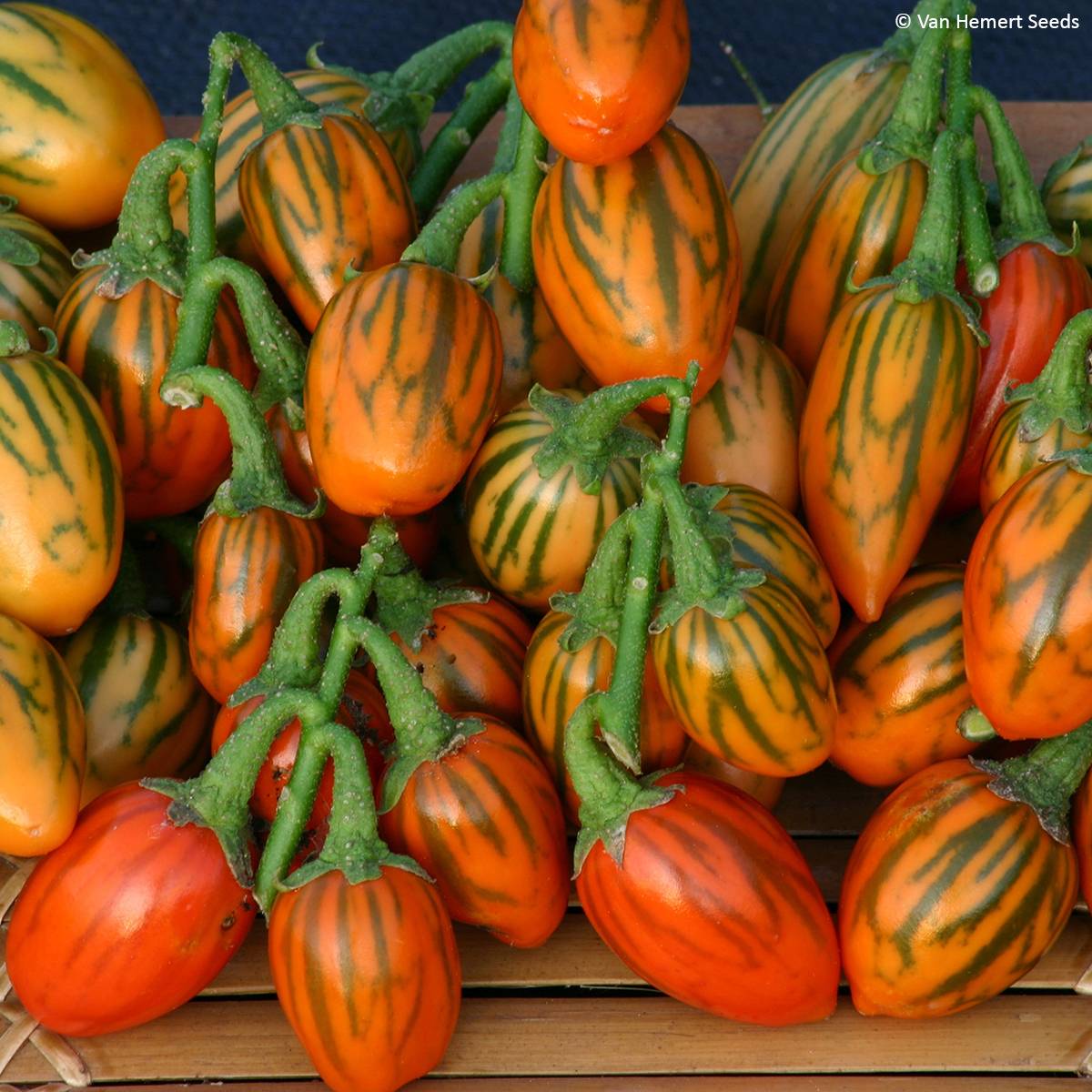 Promesse de Fleurs - Aubergine africaine Striped Toga - Solanum aethiopicum le sachet de 35 graines environ