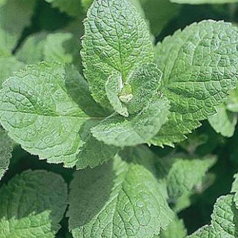 Promesse de Fleurs - Menthe suisse - Mentha x piperita Swiss Pot de 1,5L/2L
