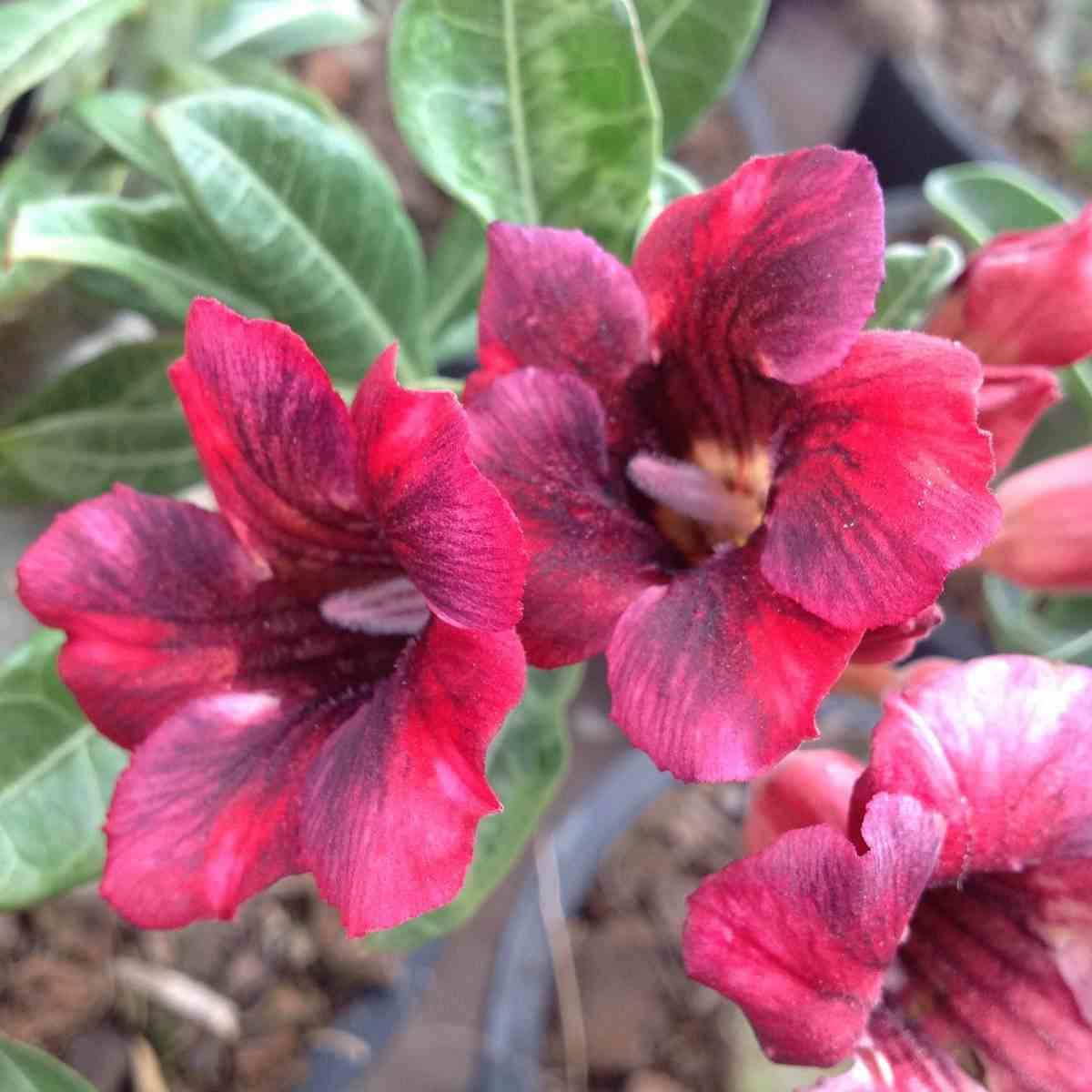 Sans Marque - Adenium obesum cv.Mongo Steen Couleur floraison:Rouge - Taille:Caudex d'environ 150g - Image 2