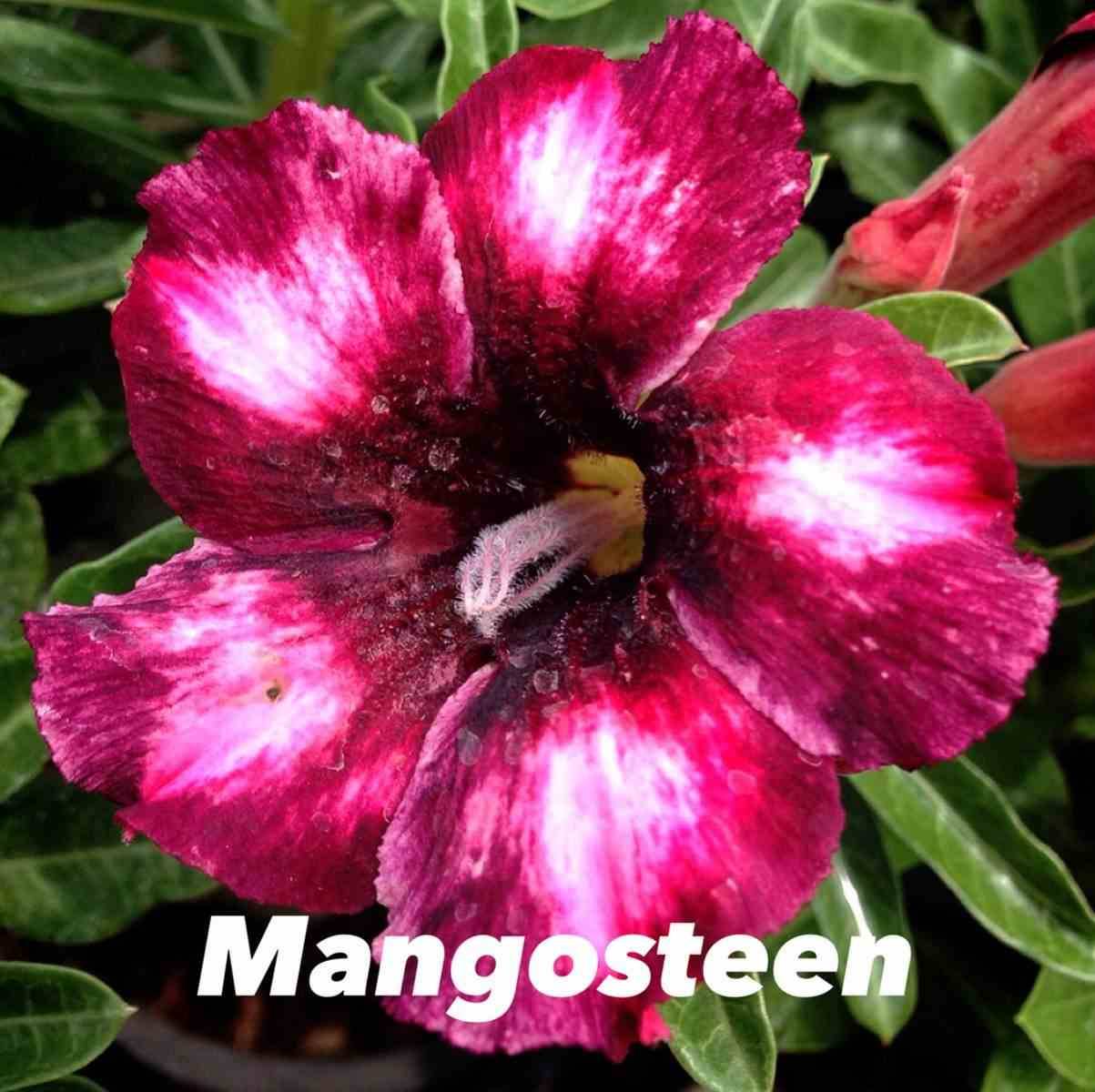 Sans Marque - Adenium obesum cv.Mongo Steen Couleur floraison:Rouge - Taille:Caudex d'environ 150g - Image 1