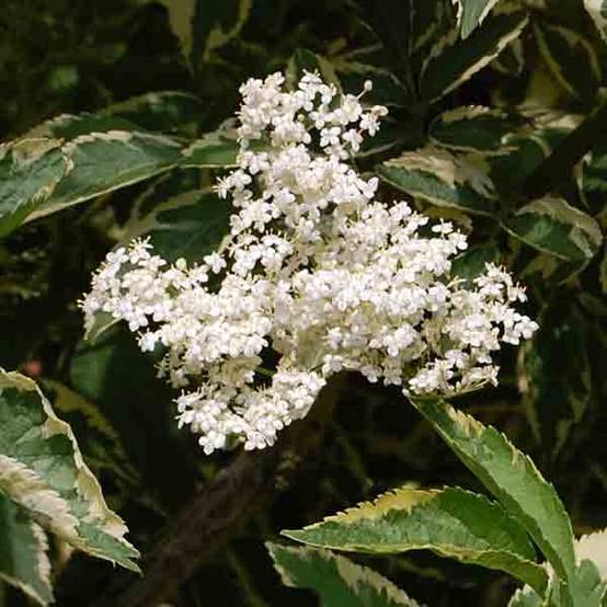 Sureau noir - Sambucus nigra Madonna Pot de 3L/4L - Image 1