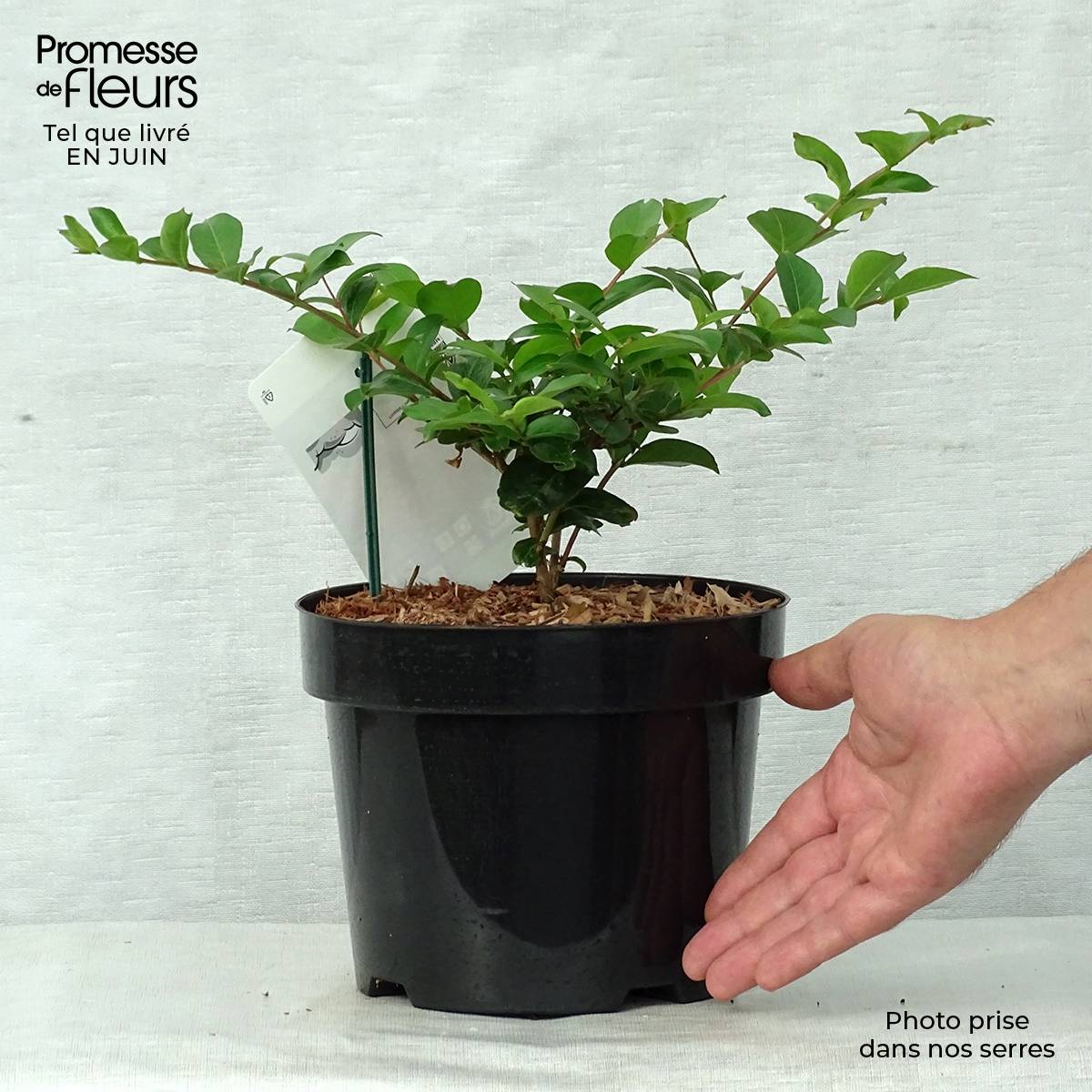 Promesse de Fleurs - Lagerstroemia indica Summer Charm Tonto - Lilas des Indes Pot de 3L/4L - Image 2