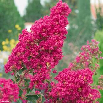 Promesse de Fleurs - Lagerstroemia indica Summer Charm Tonto - Lilas des Indes Pot de 3L/4L