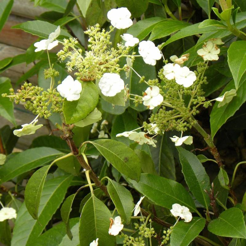 Hortensia grimpant Seemanii à fleurs Blanche - feuillage Persistant - Pot de 3L - Echelle bambou 60/120 cm- hauteur à maturité De 2,00 m à 2,50 m - Image 6