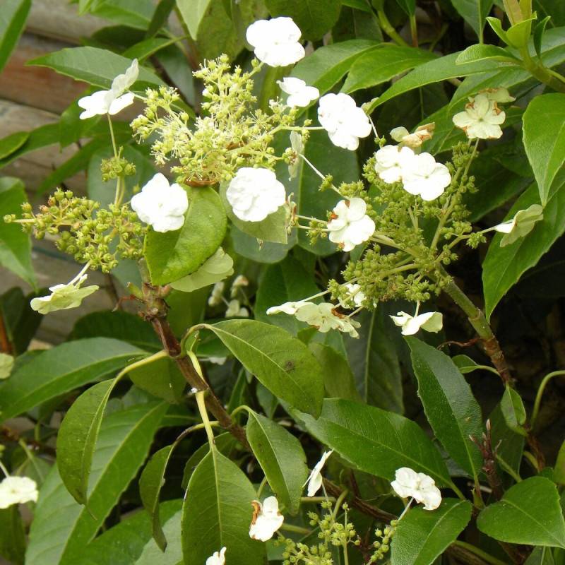 Hortensia grimpant Seemanii à fleurs Blanche - feuillage Persistant - Pot de 3L - Echelle bambou 60/120 cm- hauteur à maturité De 2,00 m à 2,50 m - Image 1