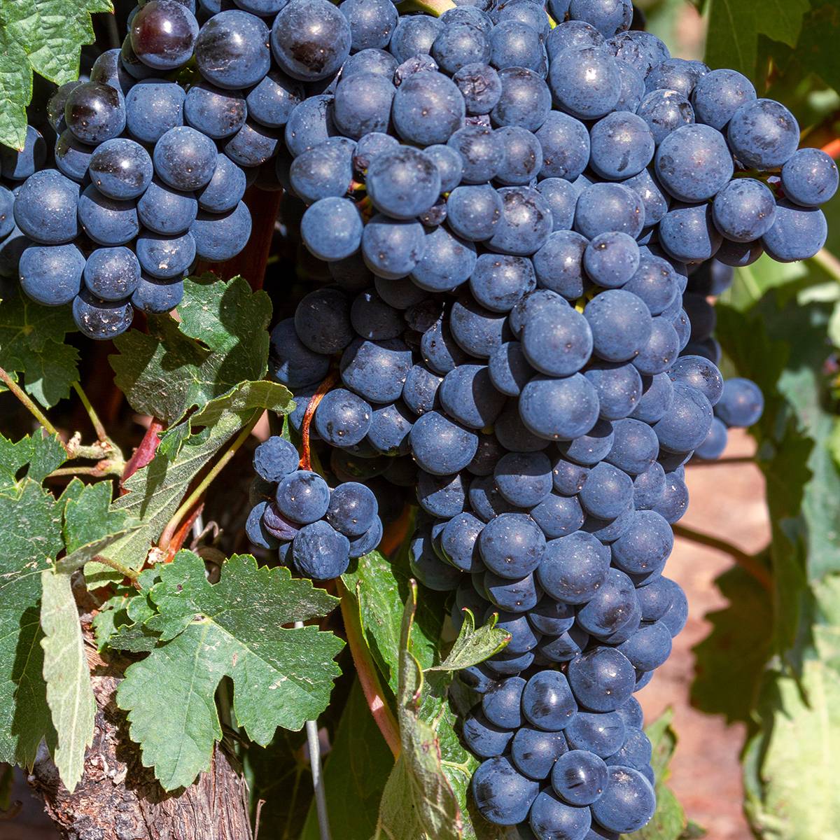 Promesse de Fleurs - Vigne Dolcetto - Vitis vinifera Pot de 1,5L/2L