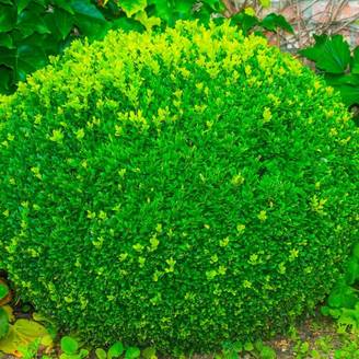 Buis à bordure nain 'Suffruticosa Nana' (Buxus sempervirens 'Suffruticosa Nana') - Godet 9cm - Pépinières Naudet
