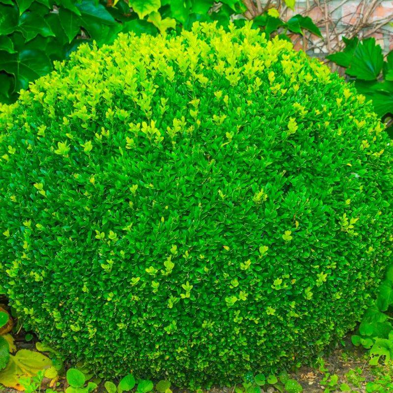 Buis à bordure nain 'Suffruticosa Nana' (Buxus sempervirens 'Suffruticosa Nana') - Godet 9cm - Pépinières Naudet