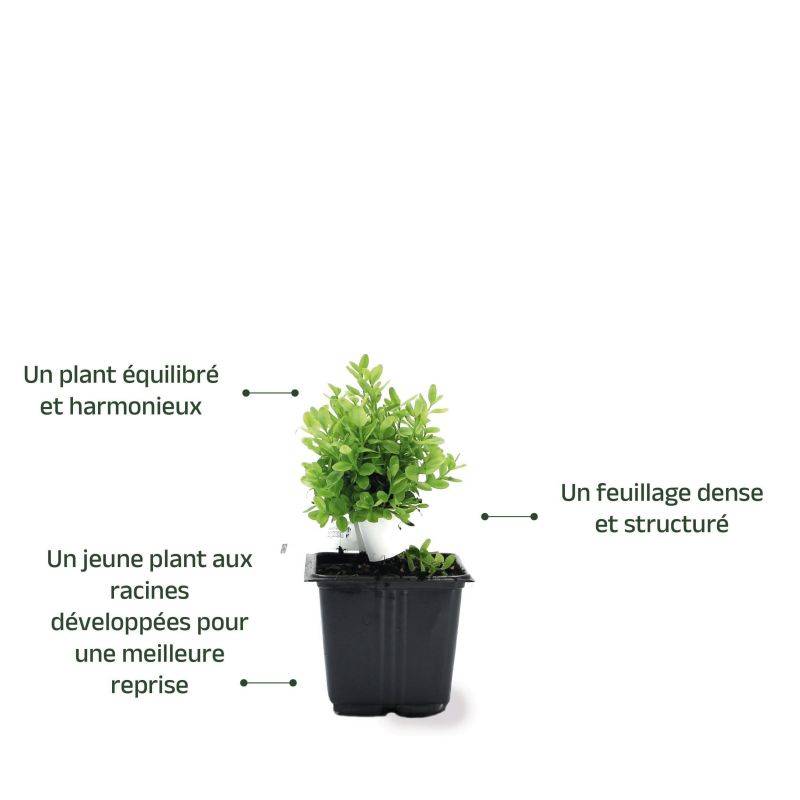 Buis à bordure nain 'Suffruticosa Nana' (Buxus sempervirens 'Suffruticosa Nana') - Godet 9cm - Pépinières Naudet - Imagen 3