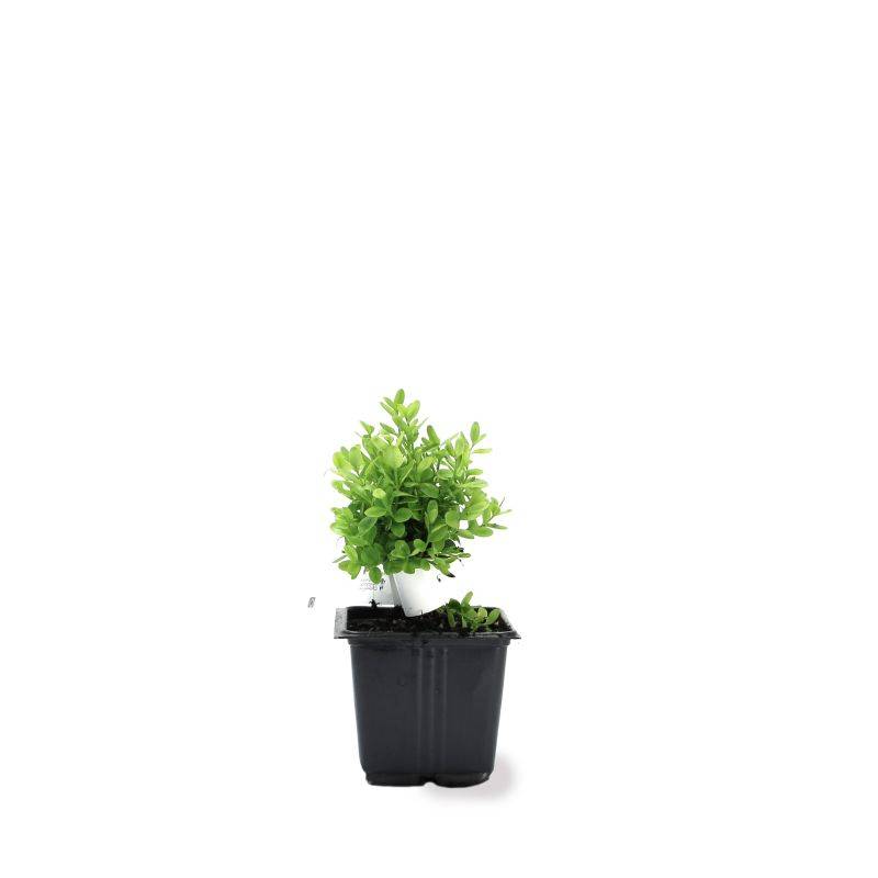 Buis à bordure nain 'Suffruticosa Nana' (Buxus sempervirens 'Suffruticosa Nana') - Godet 9cm - Pépinières Naudet - Imagen 2