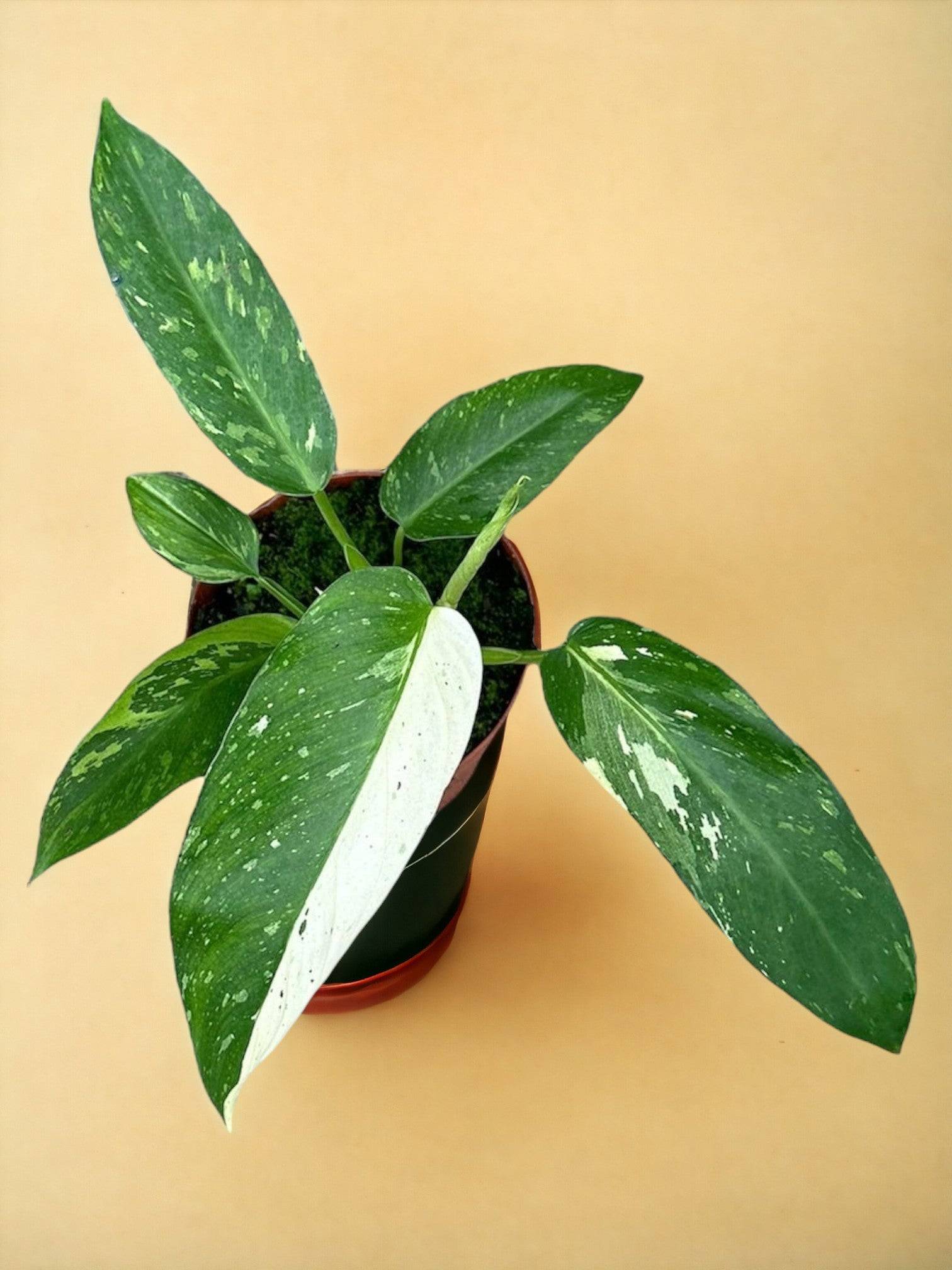 Philodendron Jose Buono- La Green Touch