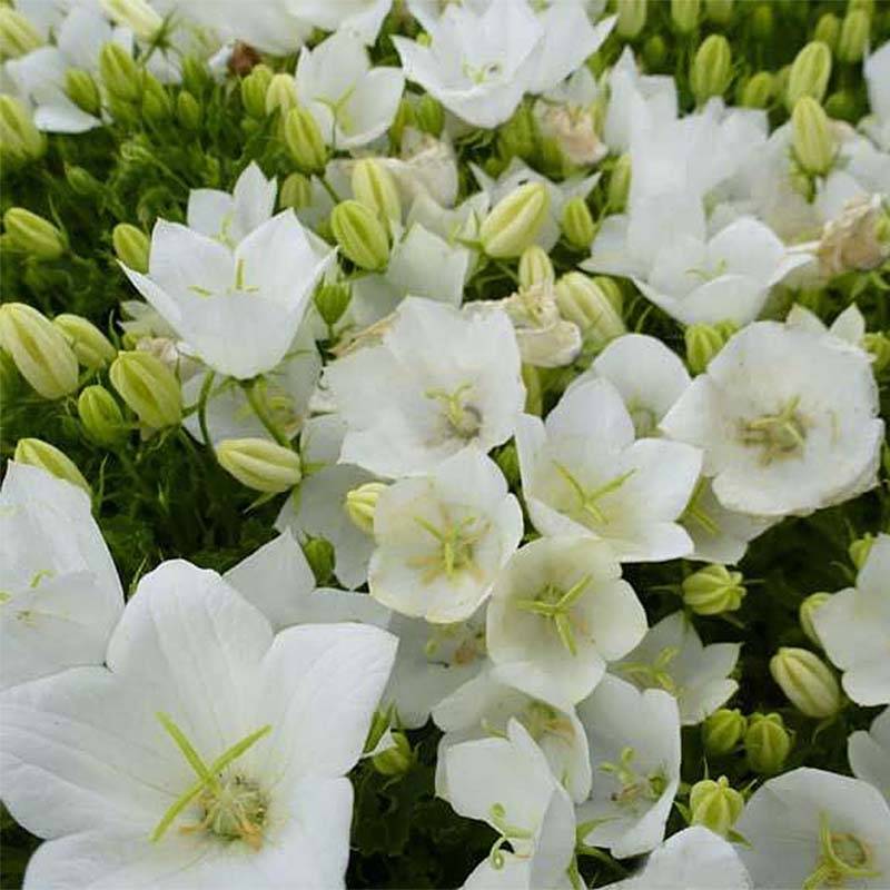 Campanule carpatica Clips blanche - Campanule des Carpates Godet de 8/9 cm