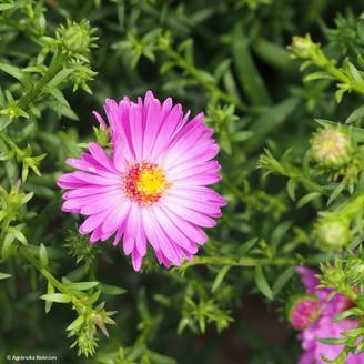 Aster dumosus Heinz-Richard Godet de 8/9 cm