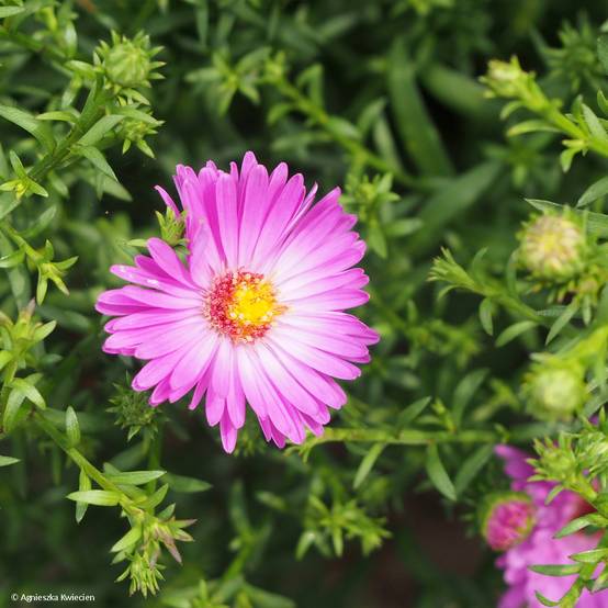 Aster dumosus Heinz-Richard Godet de 8/9 cm