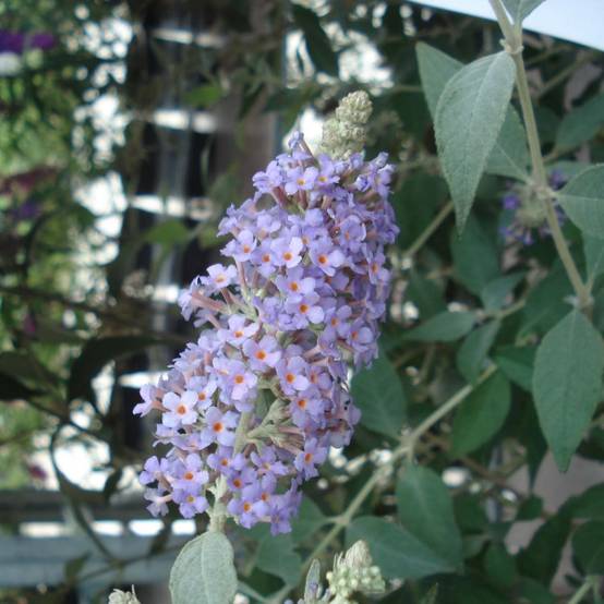 Buddleia Lochinch - Arbre aux papillons Pot de 2L/3L - Image 1
