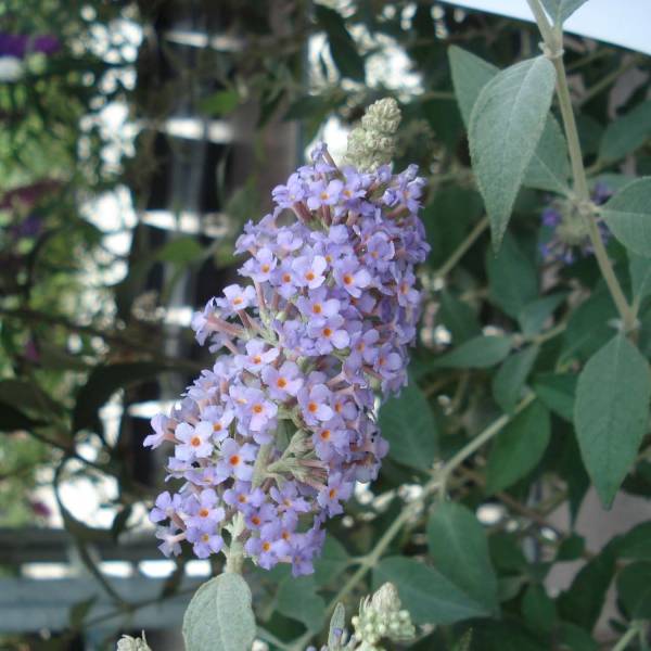 Buddleia Lochinch - Arbre aux papillons Pot de 2L/3L - Image 1