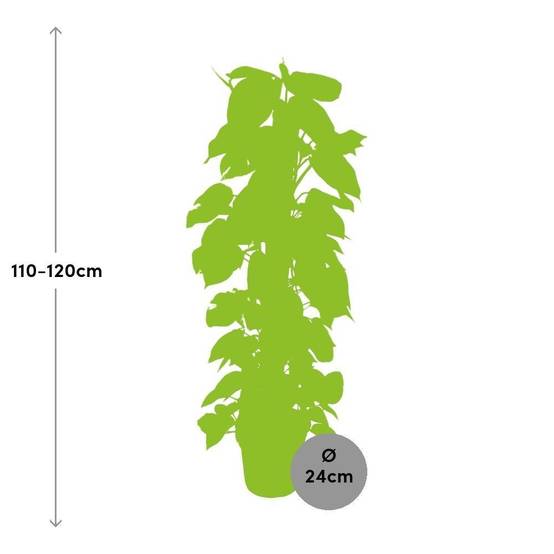 La Green Touch - Epipremnum Pinnatum - D24 H120cm - Image 2
