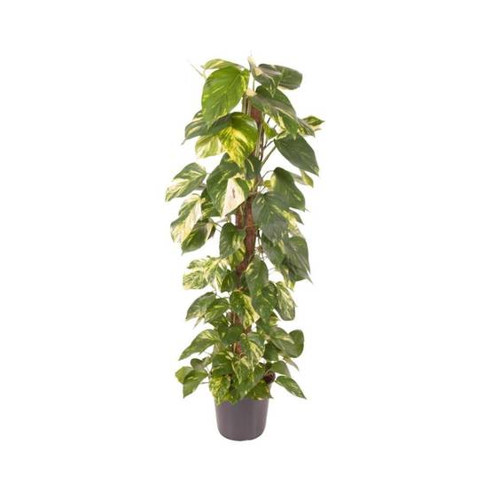 La Green Touch - Epipremnum Pinnatum - D24 H120cm - Image 1