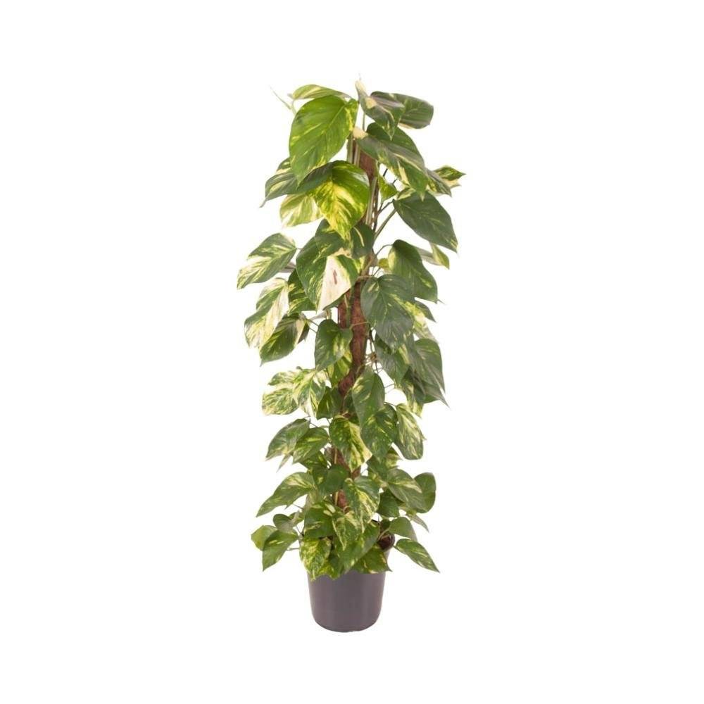La Green Touch - Epipremnum Pinnatum - D24 H120cm - Image 1