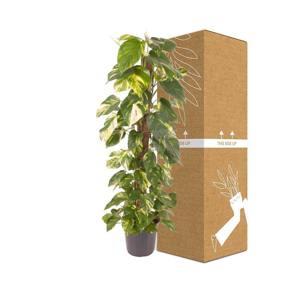 La Green Touch - Epipremnum Pinnatum - D24 H120cm - Image 3