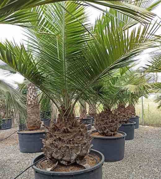 Sans Marque - Jubaea chilensis (Cocotier du chili, palmier à miel, palmier à vin) spécimen Taille:Pot 500L - 175/200cm - pied 70/80 - Imagen 4