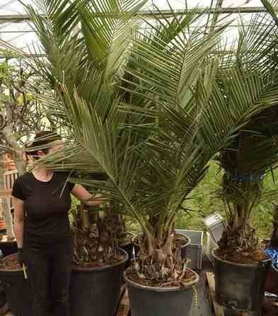 Sans Marque - Jubaea chilensis (Cocotier du chili, palmier à miel, palmier à vin) spécimen Taille:Pot 500L - 175/200cm - pied 70/80 - Imagen 2
