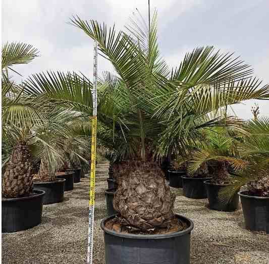 Sans Marque - Jubaea chilensis (Cocotier du chili, palmier à miel, palmier à vin) spécimen Taille:Pot 500L - 175/200cm - pied 70/80 - Imagen 6