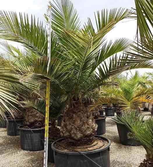 Sans Marque - Jubaea chilensis (Cocotier du chili, palmier à miel, palmier à vin) spécimen Taille:Pot 500L - 175/200cm - pied 70/80 - Imagen 5